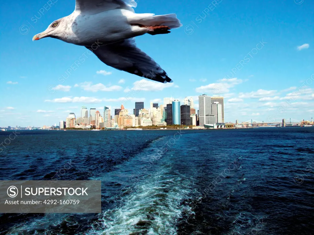 Gull Flying - New York city, USa