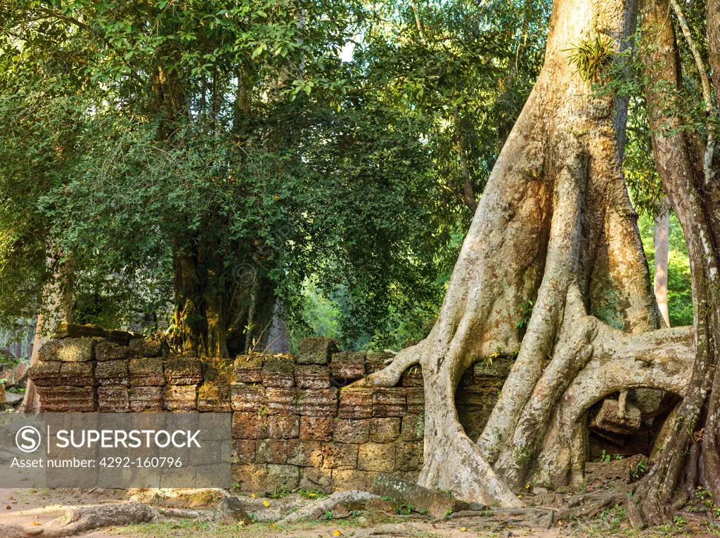 Stone Wall, Ta Prohm, Angkor, Cambodia