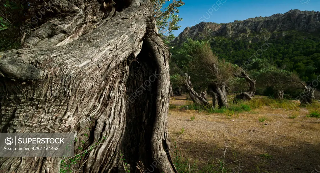 Olive Trees At Cala Tuent, Island Of Palma, Balearic Islands, Spain