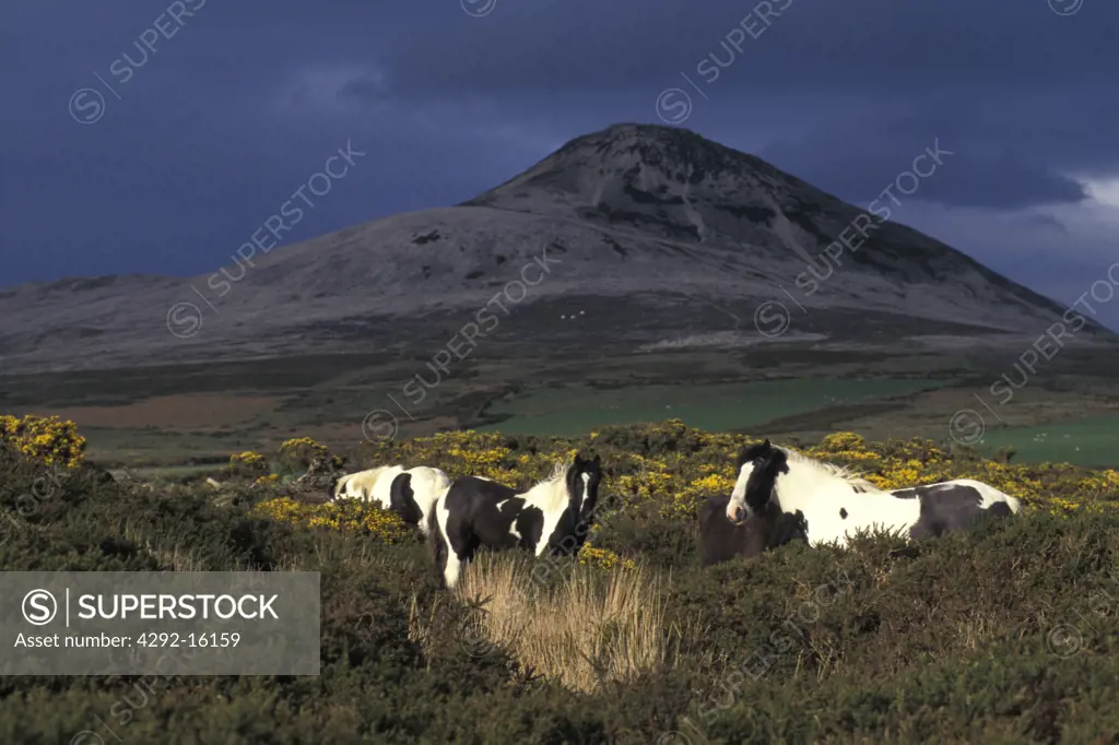 Ireland, Horses of Kildare