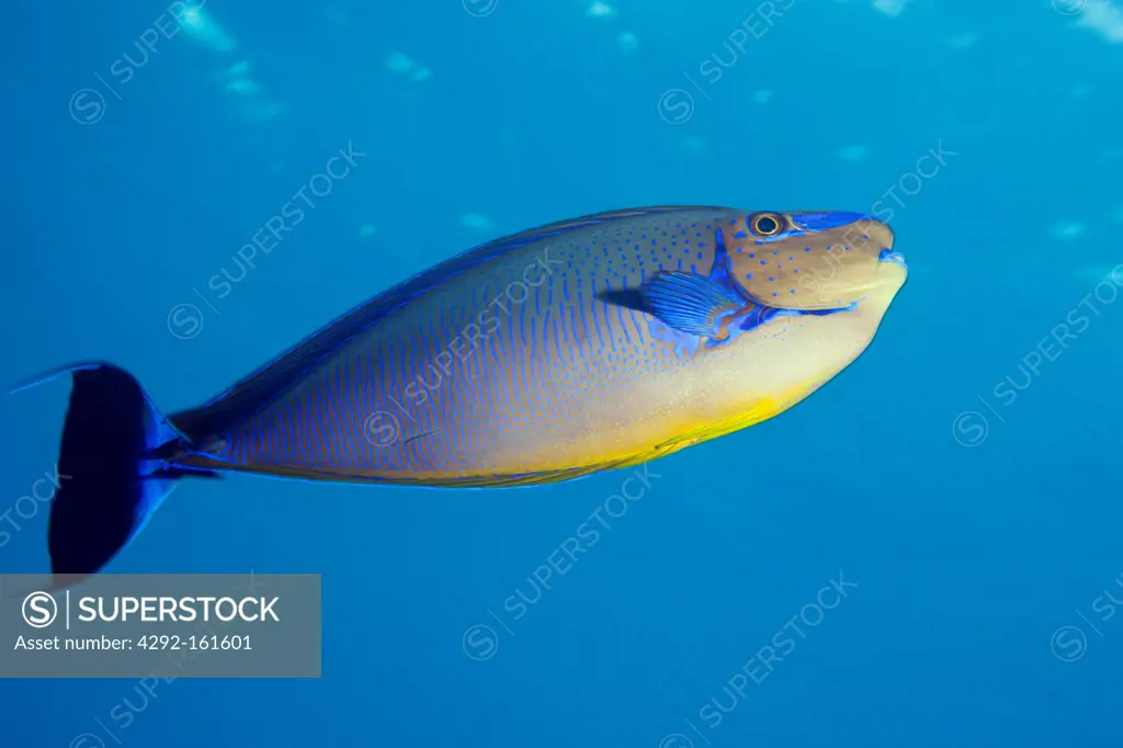 Bignose Unicornfish, Naso vlamingii, Indian Ocean, Maldives