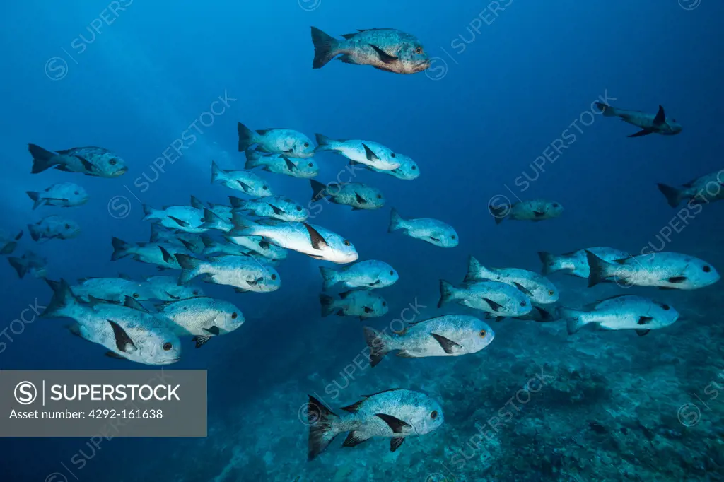 Shoal of Black Snapper, Macolor niger, South Male Atoll, Maldives