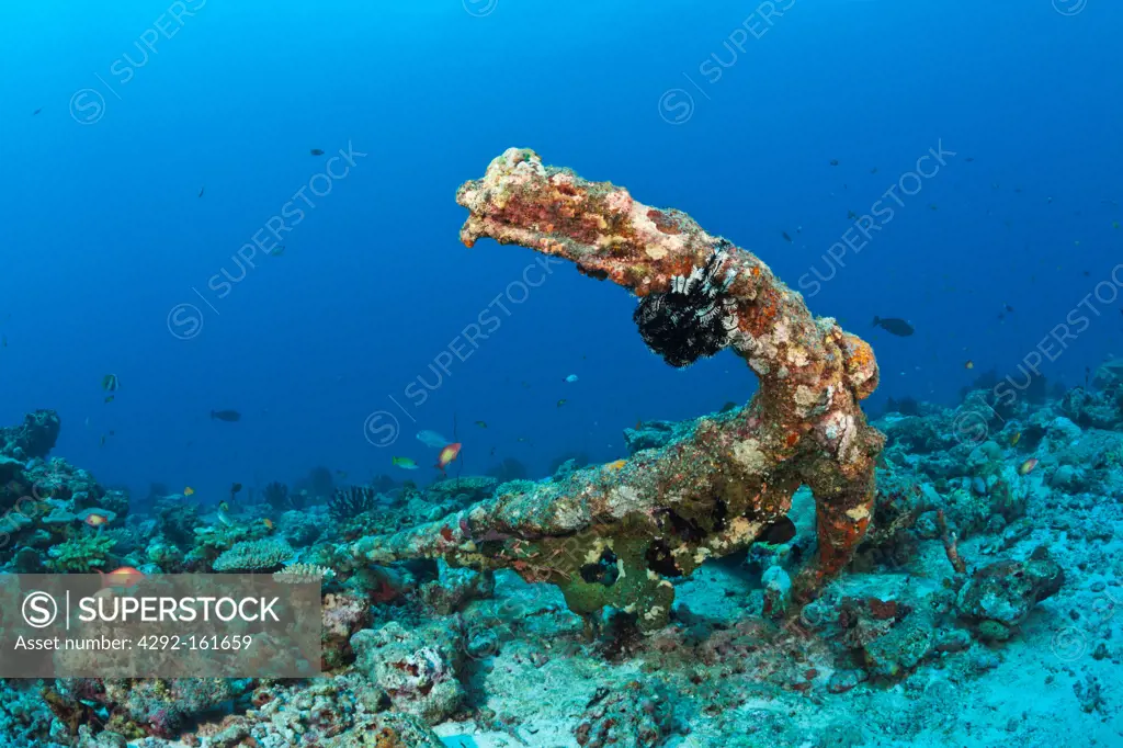 Old Anchor in Coral Reef, North Male Atoll, Maldives