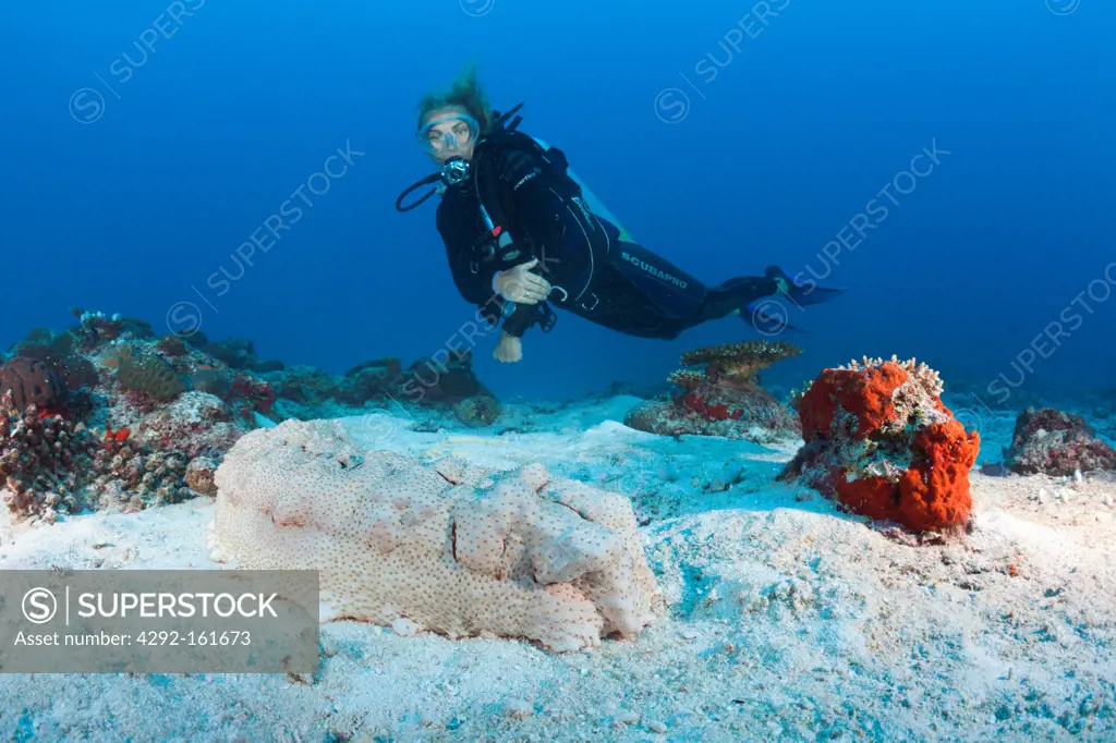 Scuba Diver and Anax Sea Cucumber, Thelenota anax, North Male Atoll, Maldives