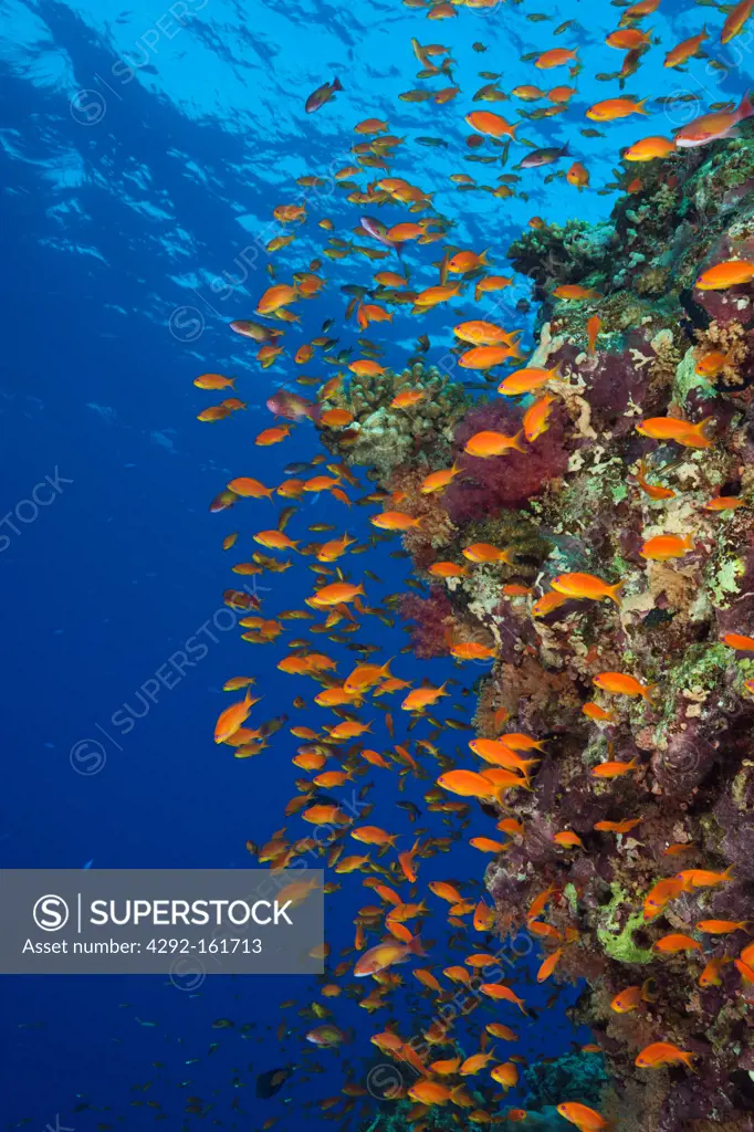 Lyretail Anthias over Reef, Pseudanthias squamipinnis, St. Johns, Red Sea, Egypt