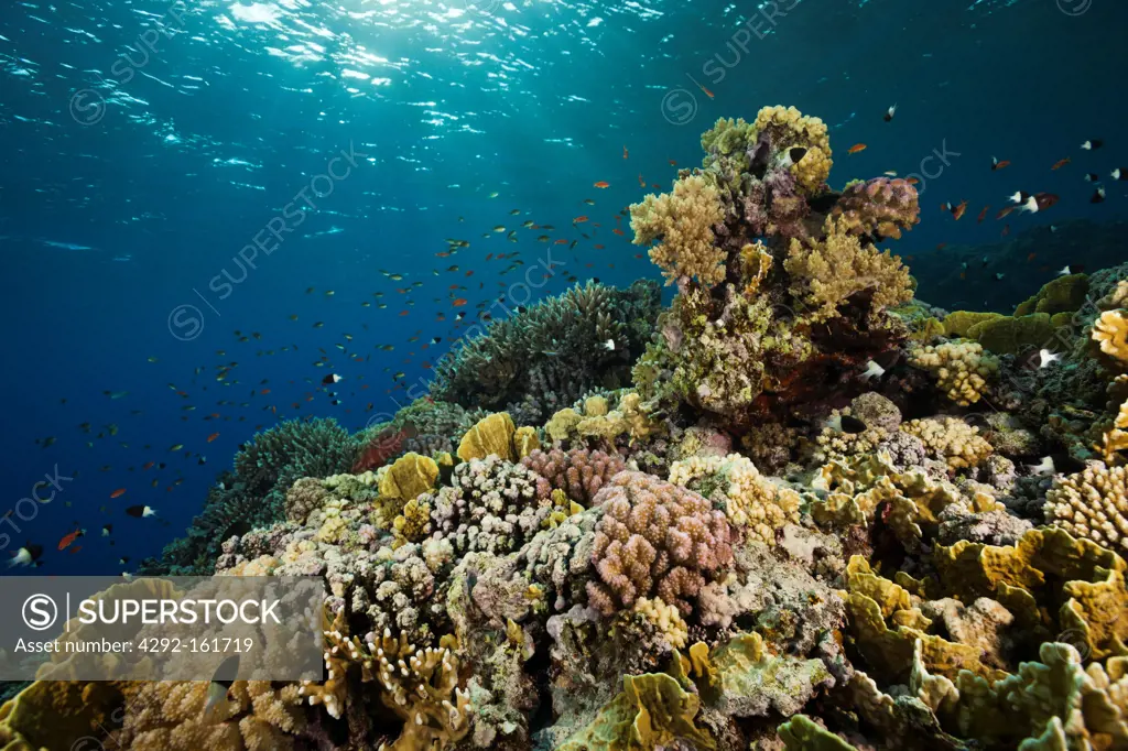 Coral on Reef Top, Rocky Island, Red Sea, Egypt