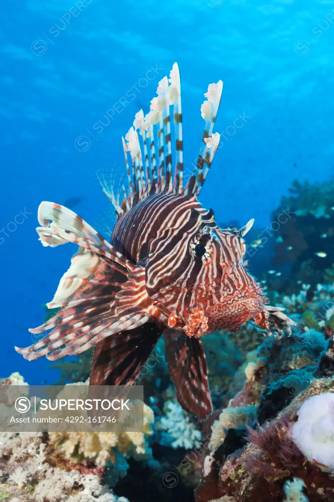 Lionfish over Coral Reef, Pterois miles, Shaab Maksur, Red Sea, Egypt