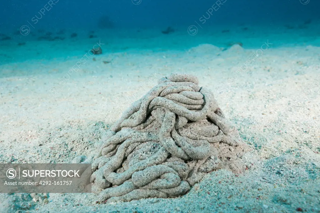 Excretions of Sea Cucumber, Holothuroidea, Marsa Alam, Red Sea, Egypt
