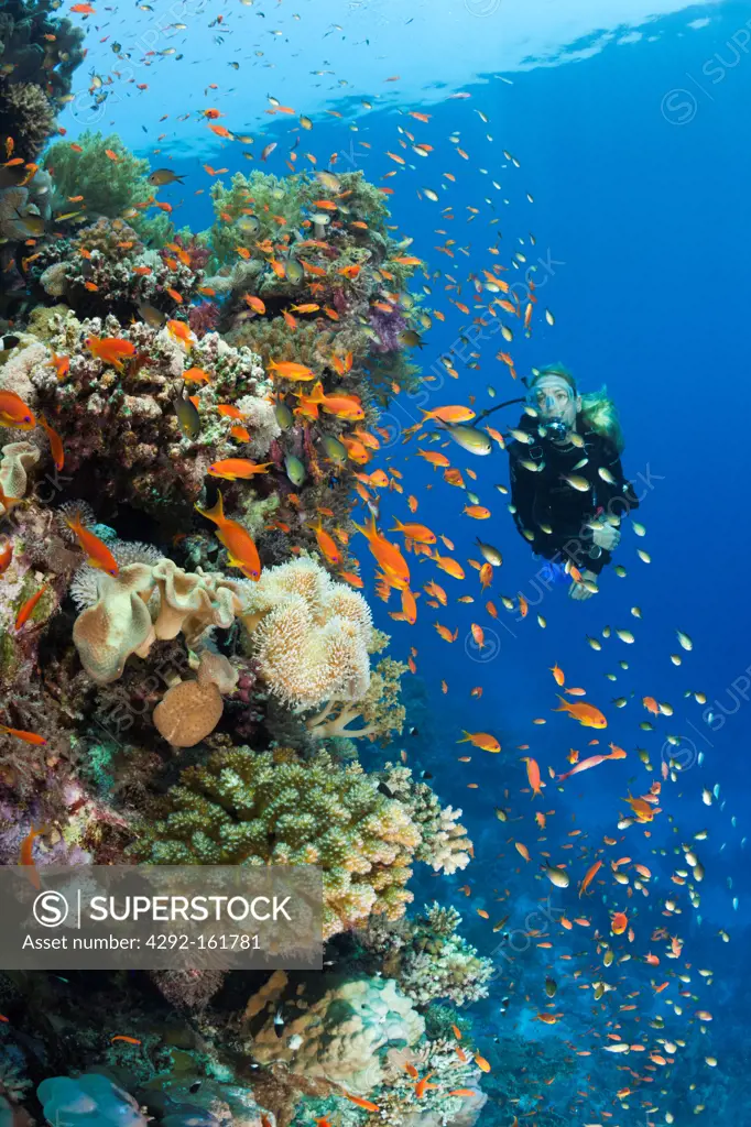 Scuba Diving in Red Sea, St. Johns, Red Sea, Egypt