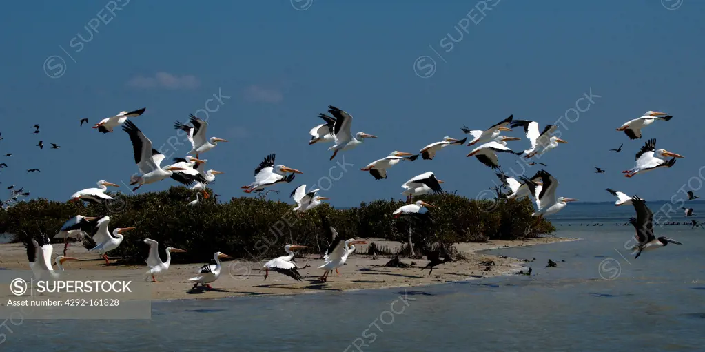 Mexico, Campeche State, Isla Aguada, pelicans
