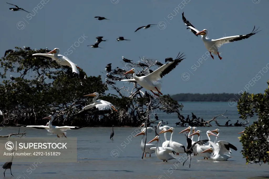 Mexico, Campeche State, Isla Aguada, pelicans