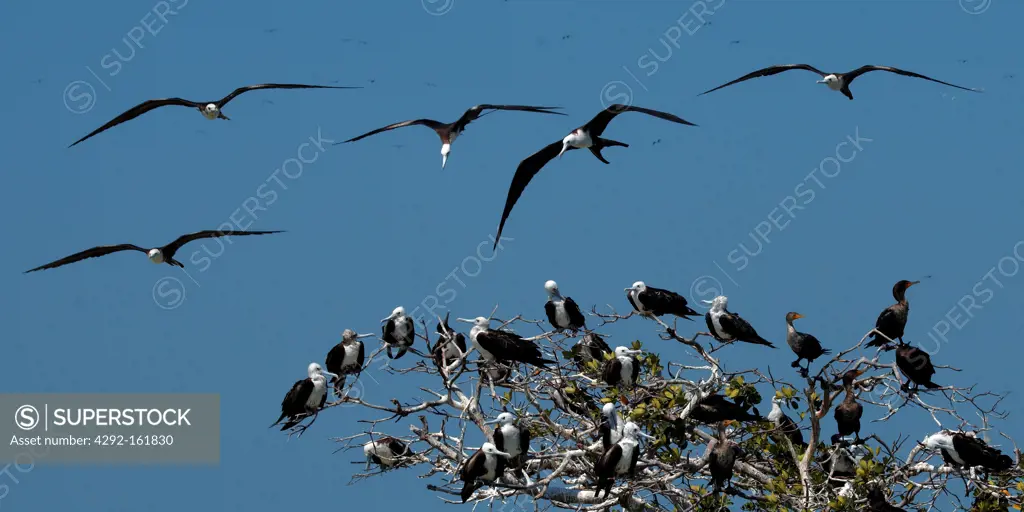 Mexico, Campeche State, Isla Aguada, frigate bird, (fregata magnificens)