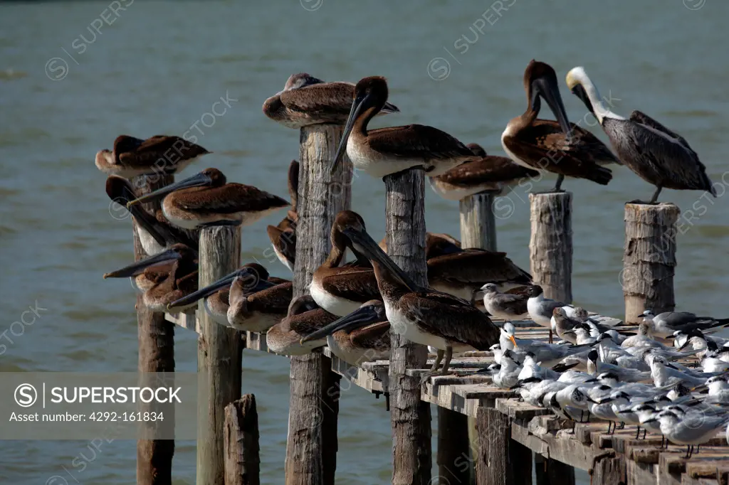 America, Mexico, Campeche State, Del Carmen city, brown pelican, seagull