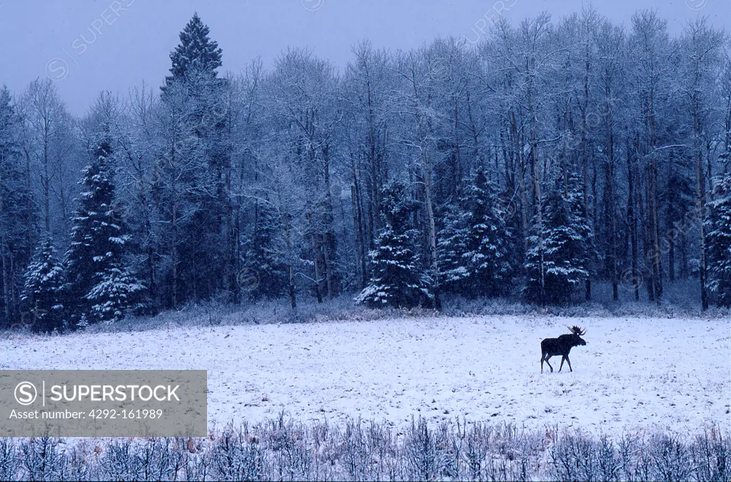 Canada, Bull moose (Alces alces) crossing a field in winter after fresh snow