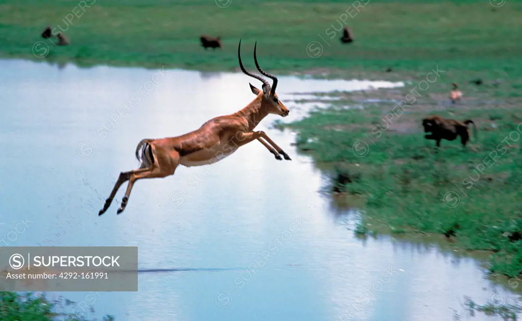 Africa, Kenya, Nakuru, male Impala jumping