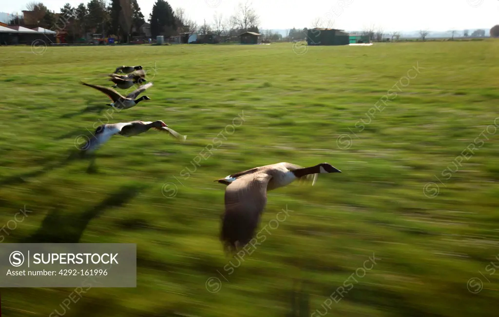 Greylag geese flying (Anser anser)