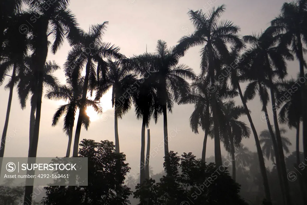 Palms, Chittagong, Bangladesh