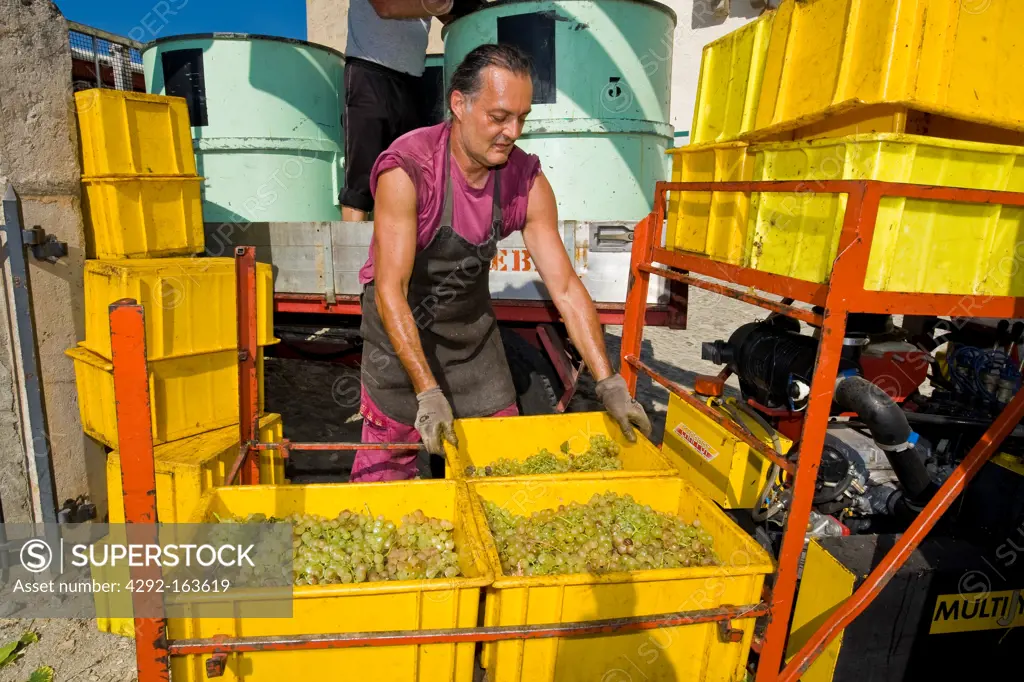 Italian workers during harvest grape, Aigle, Switzerland