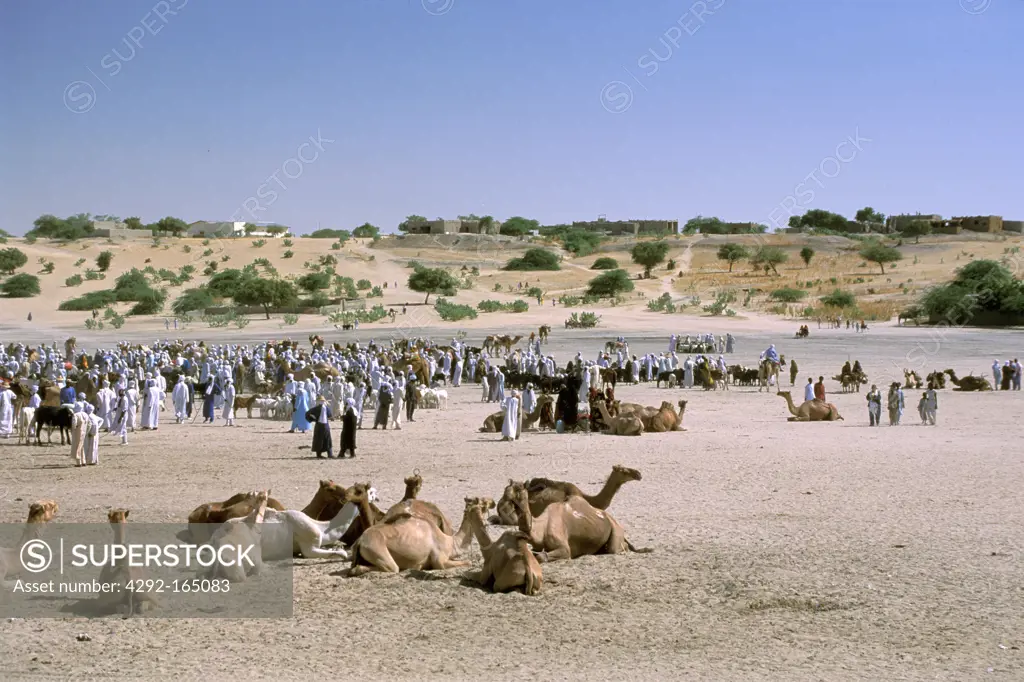 chad, sahara desert, camels