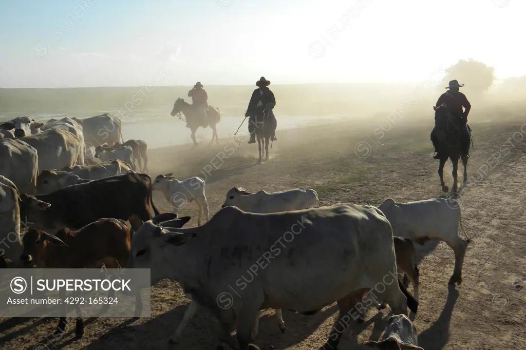 Venezuela, Los Ilanes, cow-boys at work