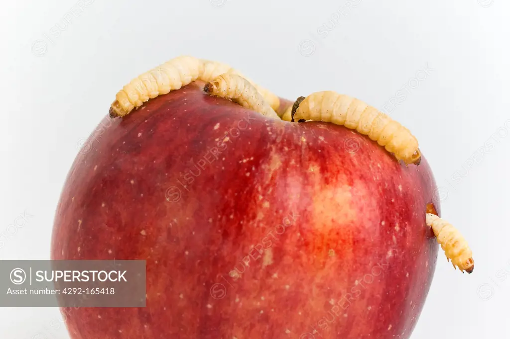 apple with worm