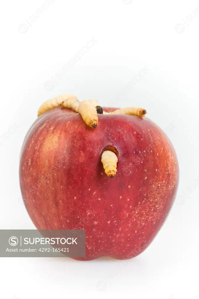 apple with worm