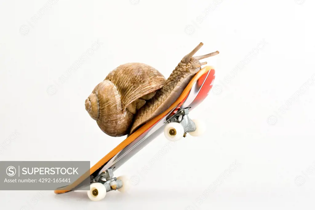 snail on skateboard