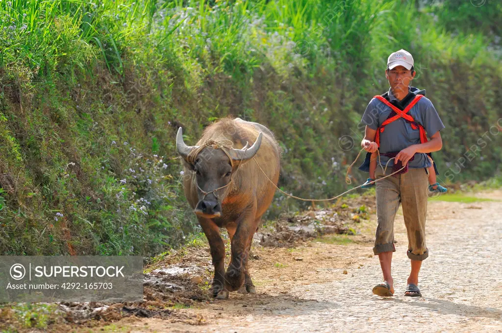 Vietnam, Sapa, Man and Water Buffalo in small mountain village, Sapa region