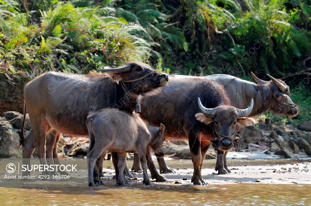 Vietnam, Sapa, The water buffalo or domestic Asian water buffalo