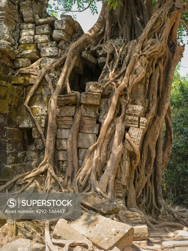 Sacred Fig. Ta Som. Angkor. Cambodia