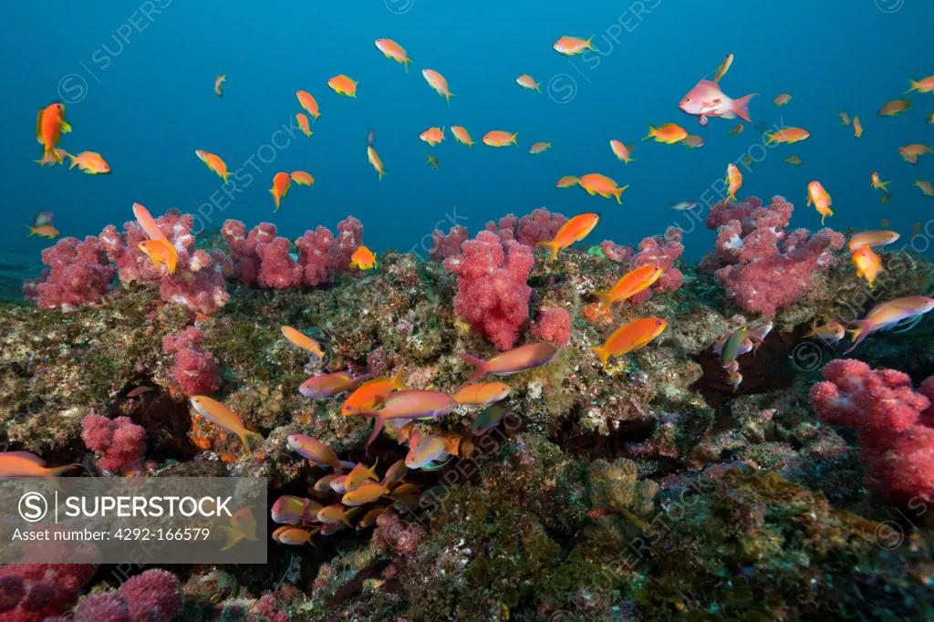 Lyretail Anthias over Coral Reef, Aliwal Shoal, Indian Ocean, South Africa