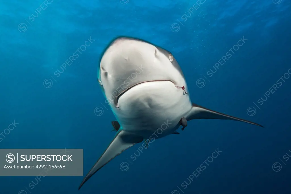 Blacktip Shark, Carcharhinus limbatus, Aliwal Shoal, Indian Ocean, South Africa