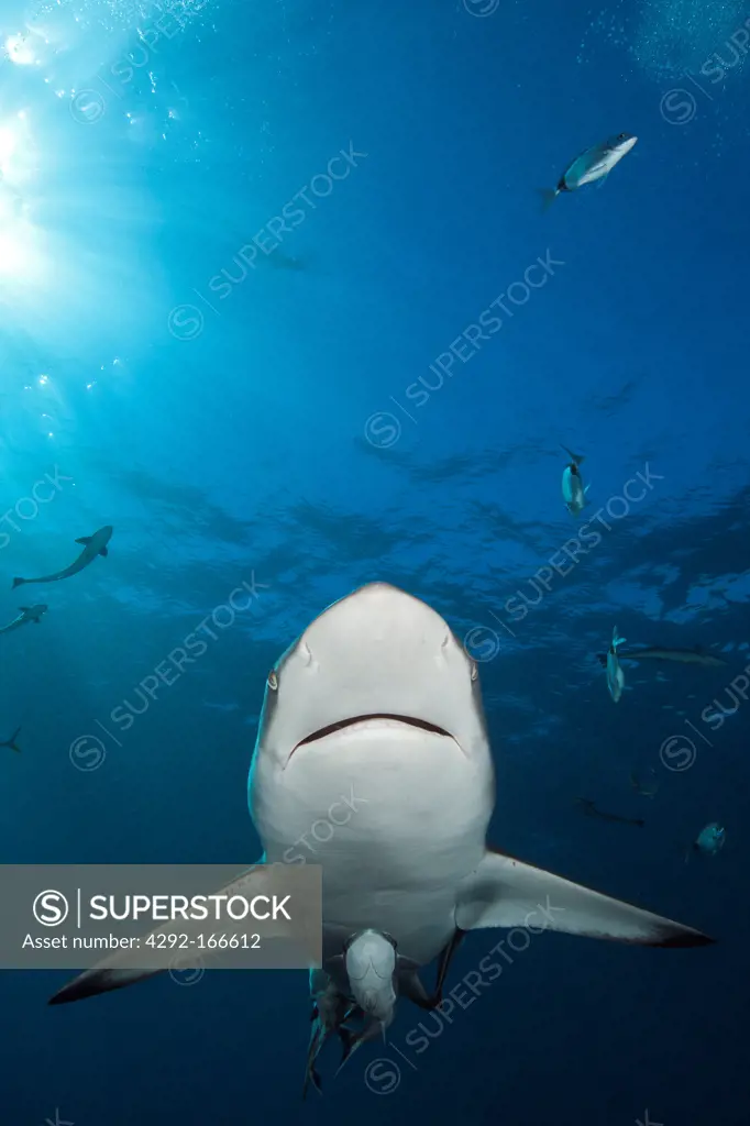 Blacktip Shark, Carcharhinus limbatus, Aliwal Shoal, Indian Ocean, South Africa