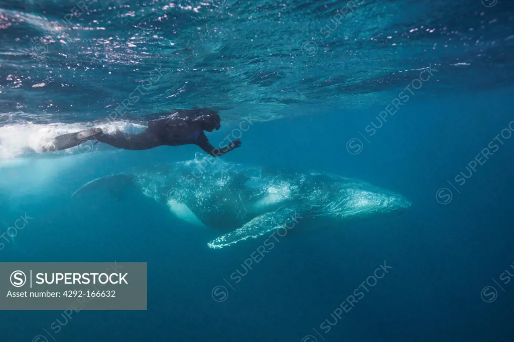 Humpback Whale and Free Diver, Megaptera novaeangliae, Indian Ocean, Wild Coast, South Africa