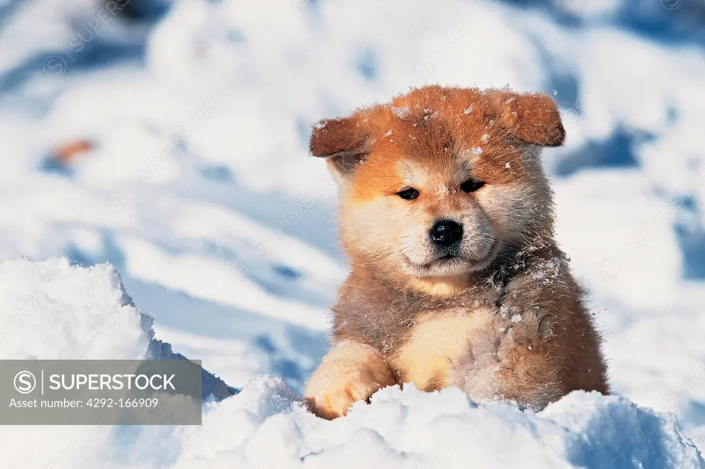 Akita Inu puppies portraits - snow