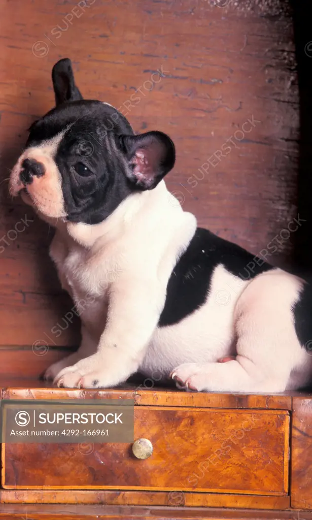 French Bulldog portraits, puppy