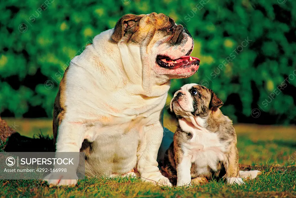 Bulldog portraits - puppies