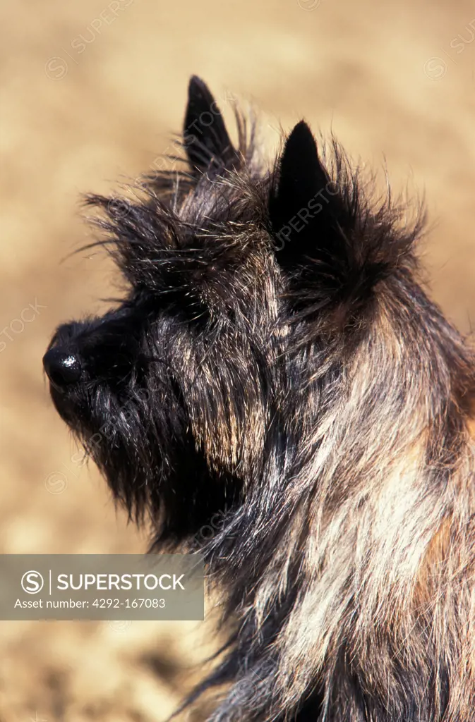 Cairn Terrier portraits