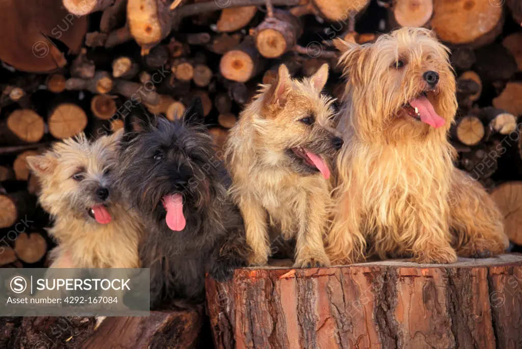 Cairn Terrier portraits - puppies