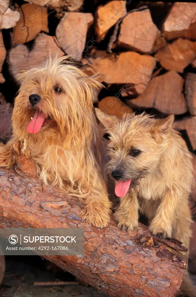 Cairn Terrier portraits - puppies