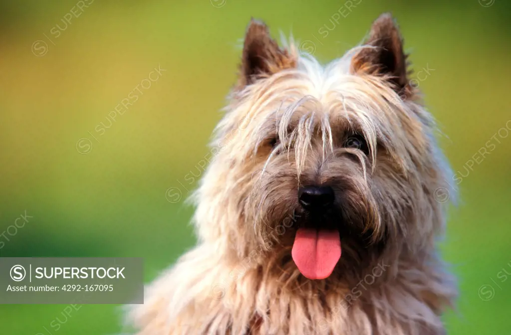 Cairn Terrier portraits
