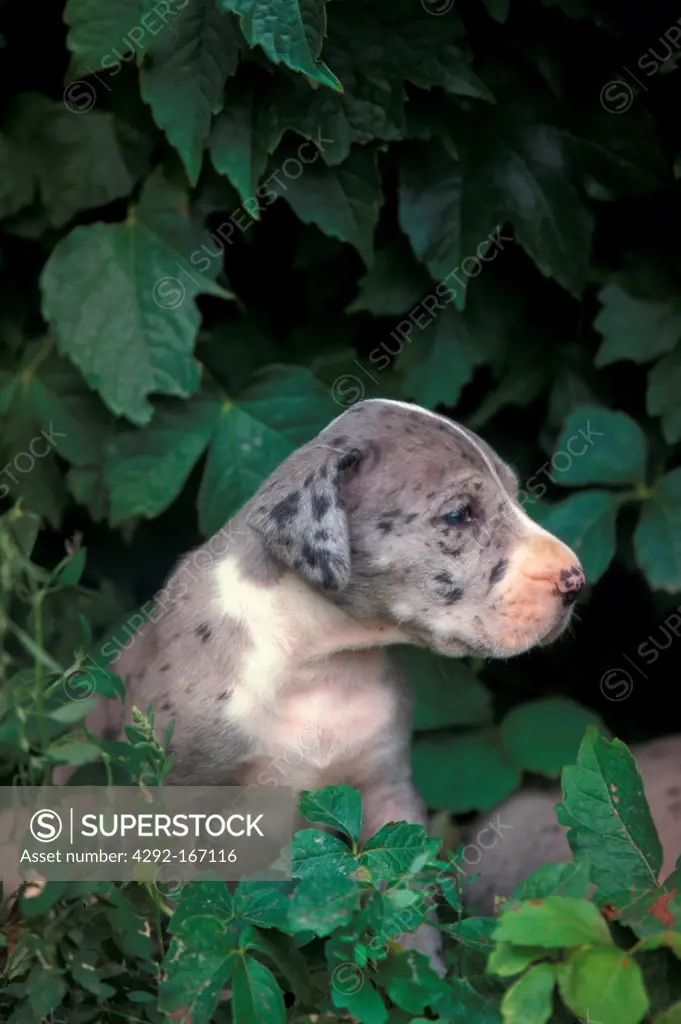 Great Dane puppy portraits