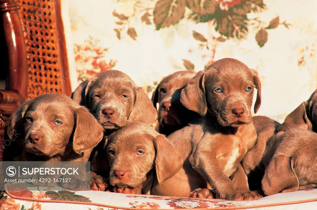 Weimaraner portaits - puppies