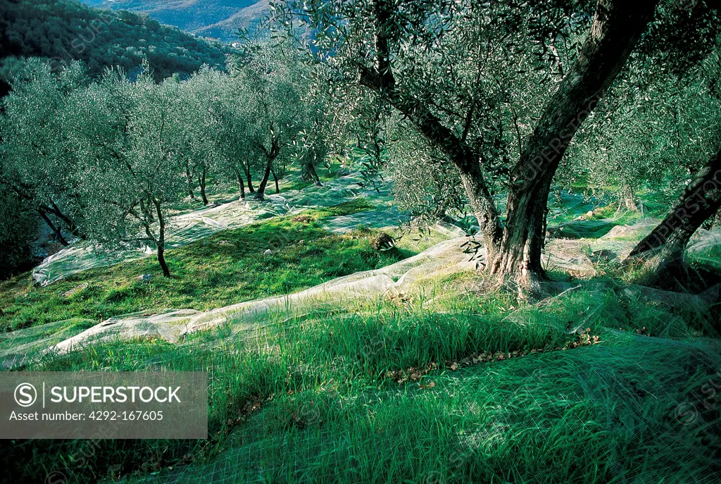 Italy, Liguria, olive tree grove