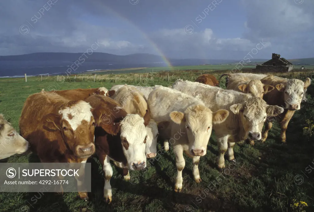 UK, Scotland, Orkney Islands. cattle