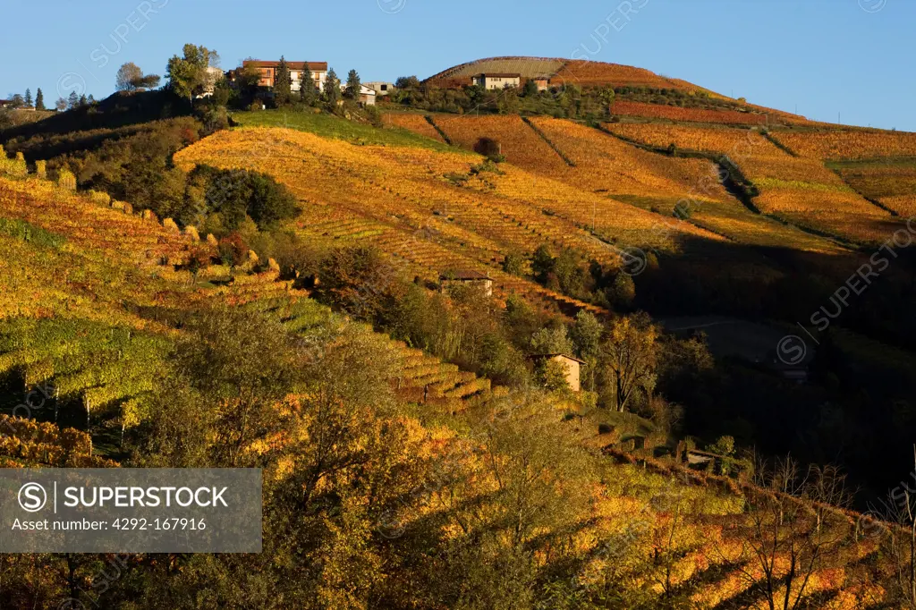Italy, Piedmont, Langhe, Vineyards