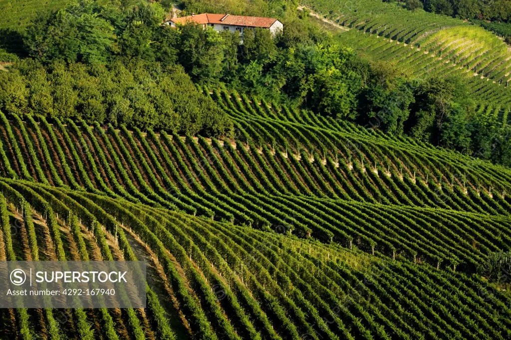 Italy, Piedmont, Langhe, Vineyards