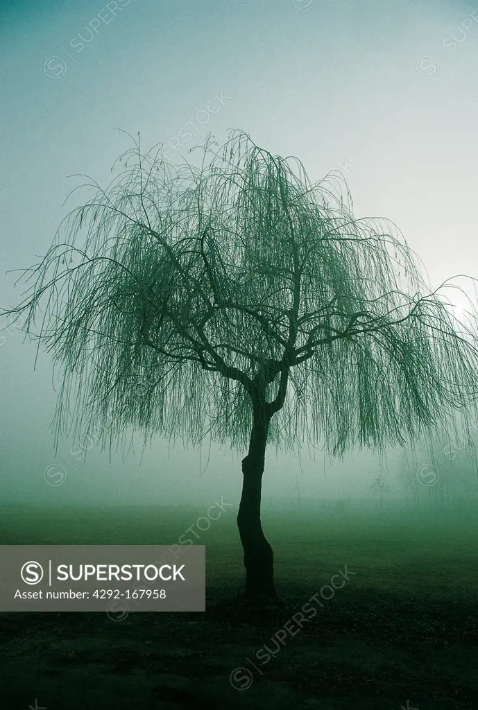 Weeping Willow in the fog