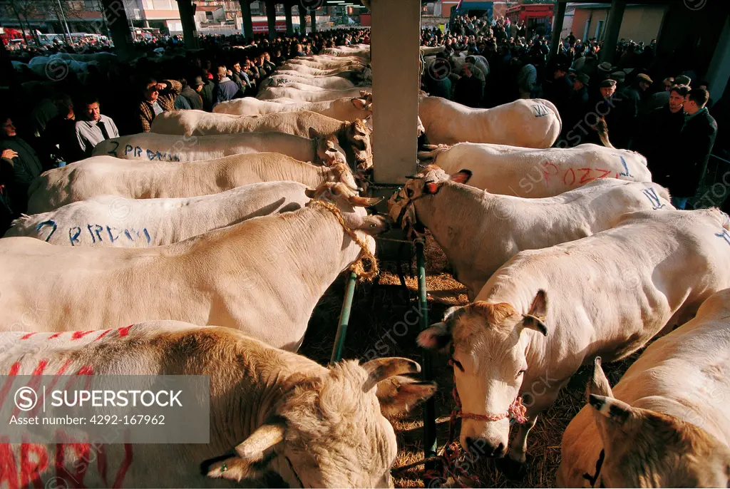 Italy, Piedmont, Carrù, local cow trade
