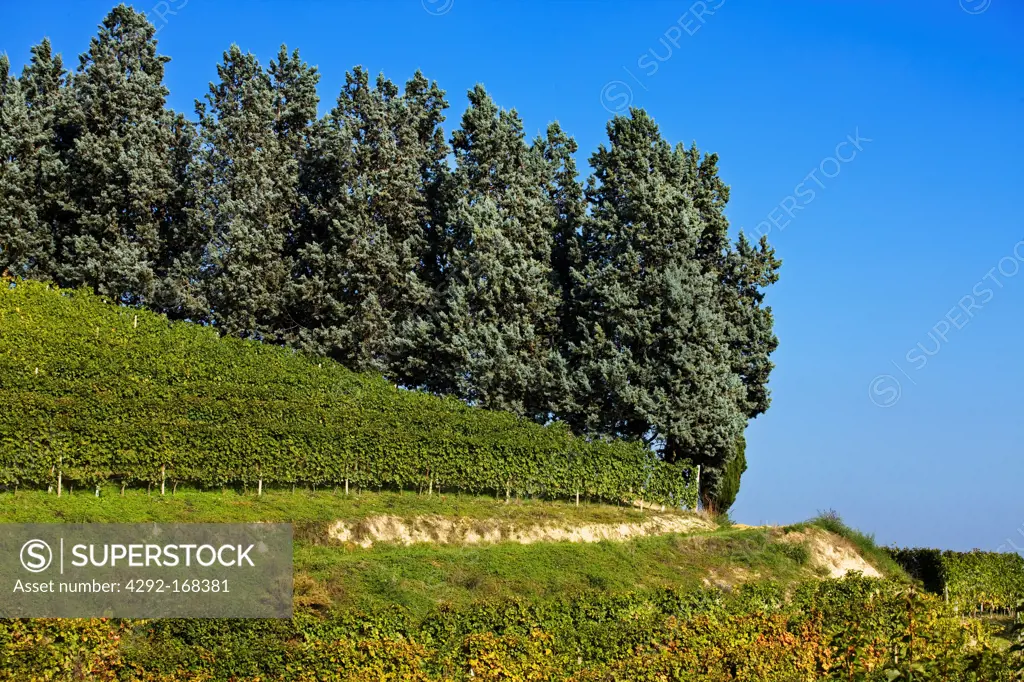 Italy, Piedmont, Langhe, vineyards